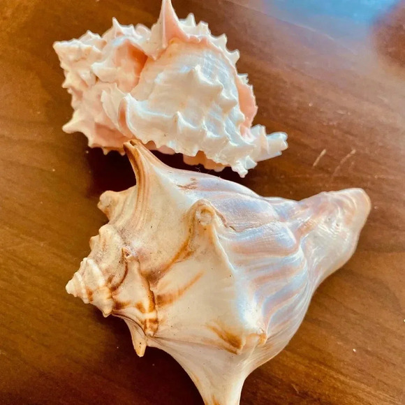 Beautiful Beach Life Shell Decor Set of TWO Shells - Picture 1 of 3